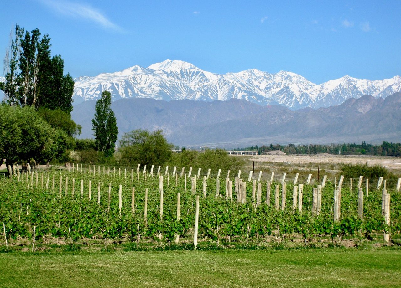 You are currently viewing Vinhos de Mendoza na Argentina – Tradição e qualidade